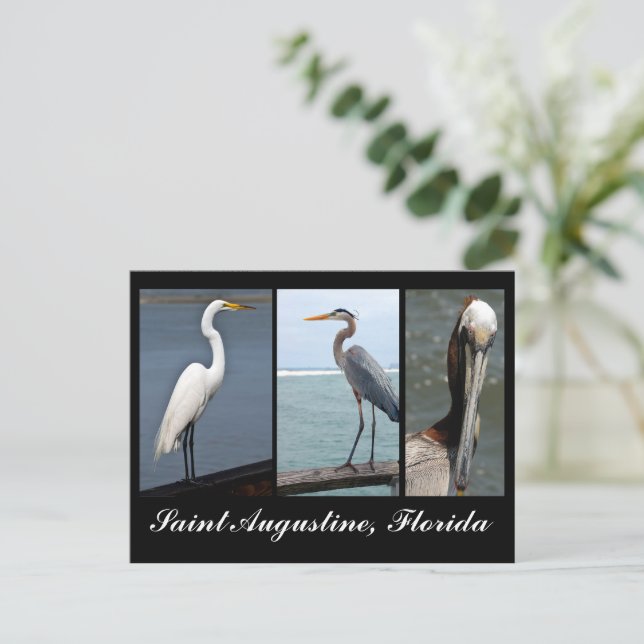 Carte postale de vacances pour oiseaux tropicaux (Debout devant)