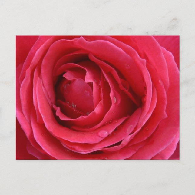 Carte postale de vacances Rose Transcendence (Devant)