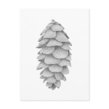 Carte postale de vacances White Spruce Cone