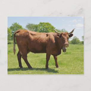 Carte postale de vache de vente