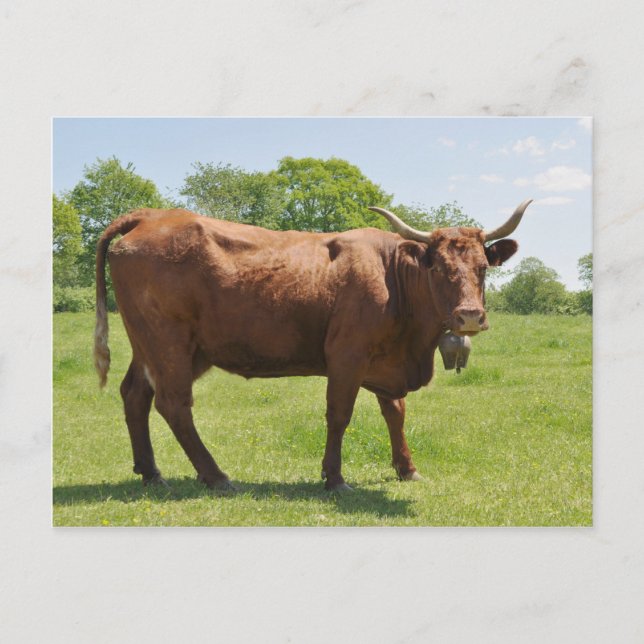 Carte postale de vache de vente (Devant)
