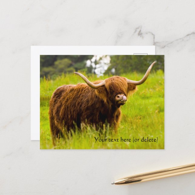 Carte postale de vache des Highlands (Devant/Arrière en situation)