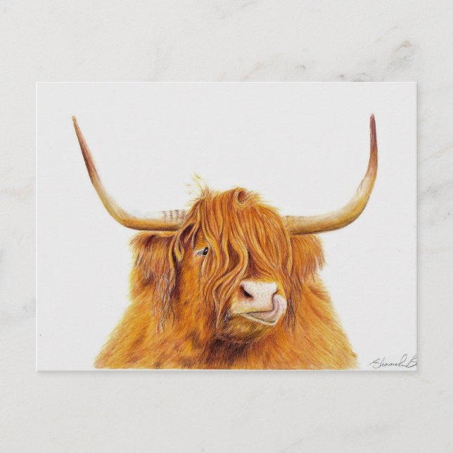 Carte postale de vache Highland (Devant)