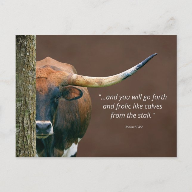 Carte postale de vache Texas Longhorn - Facilement (Devant)