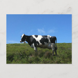 Carte postale de vaches heureuses