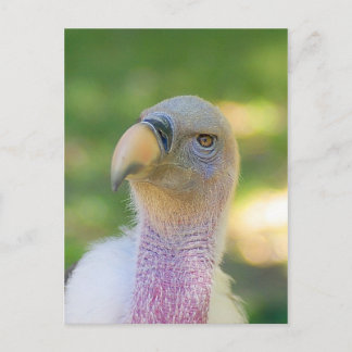 Carte postale de vautour de griffon de Rupell