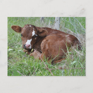 Carte postale de veau Brown et blanc