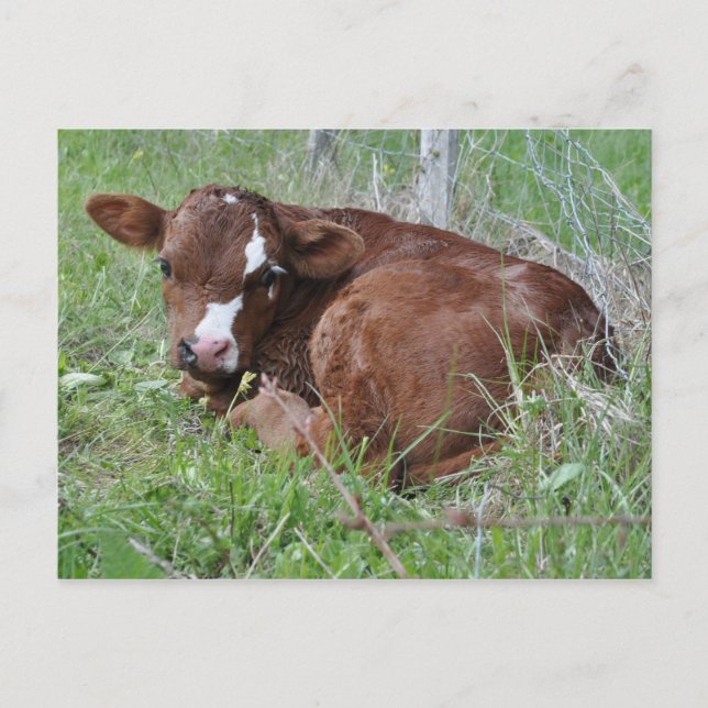 Carte postale de veau Brown et blanc (Devant)