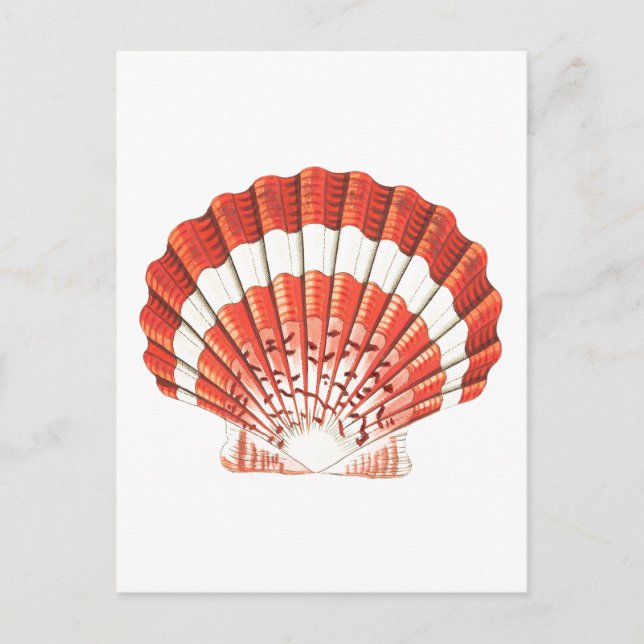 CARTE POSTALE DE VIE MARINE SAISHELLE "SCALLOP" (Devant)