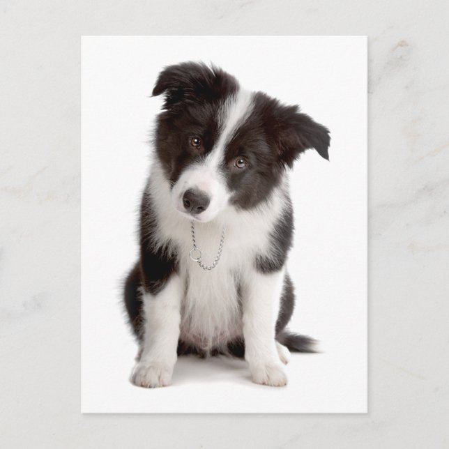 Carte postale de vœux avec chiot Border Collie sur (Devant)