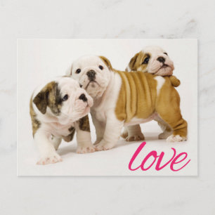 Carte postale de vœux avec chiot bouledogue adorab