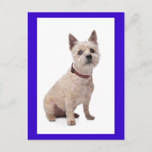 Carte postale de vœux avec chiot Terrier Cairn sur