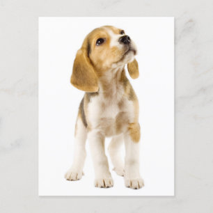 Carte postale de voeux beagle Chien Chien Chien