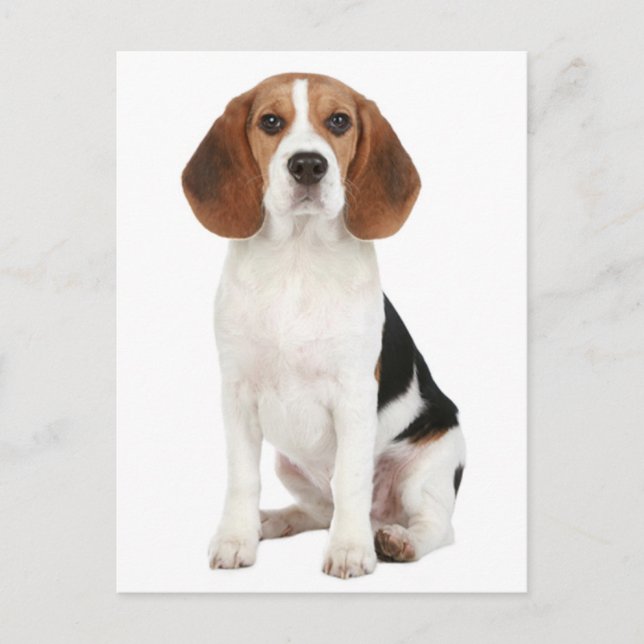 Carte postale de voeux de chien beagle (Devant)