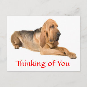 Carte postale de vœux pour chien Bloodhound « Pens