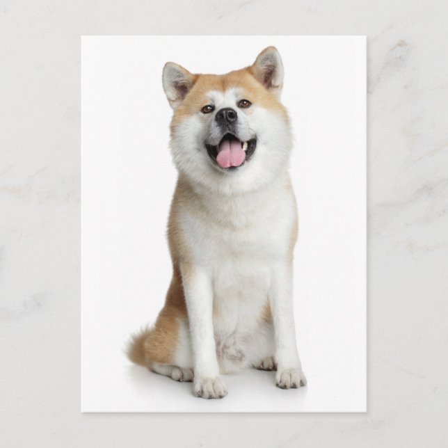 Carte postale de voeux pour chien chiot Shiba Inu (Devant)