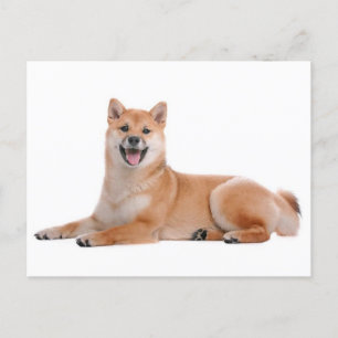 Carte postale de voeux pour chien chiot Shiba Inu