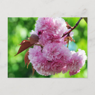 Carte postale de voeux rose Fleur