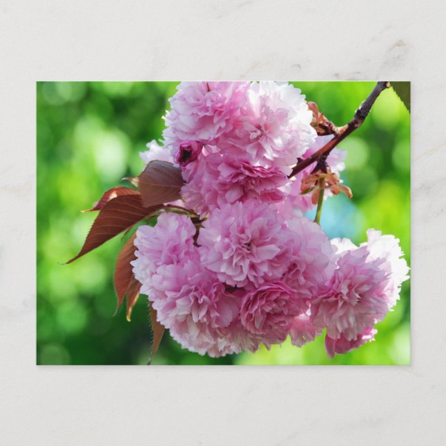 Carte postale de voeux rose Fleur (Devant)