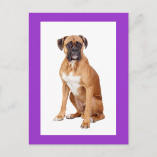 Carte postale de vœux vierge Chien Boxer chiot