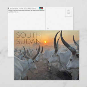 Carte postale de voyage sur les bovins Mundari, So