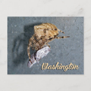 Carte postale de Washington, Araignée Gea