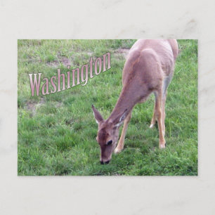 Carte postale de Washington, Cerf à queue blanche