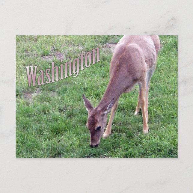 Carte postale de Washington, Cerf à queue blanche (Devant)