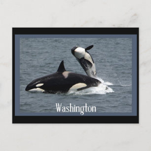 Carte postale de Washington Whales