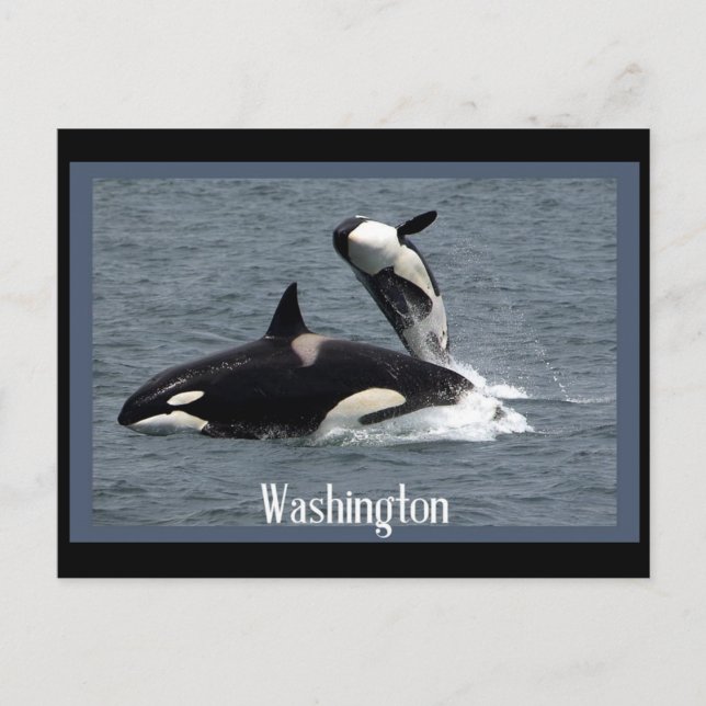 Carte postale de Washington Whales (Devant)