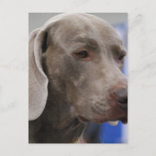 Carte postale de Weimaraner