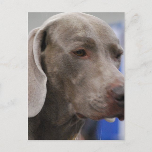 Carte postale de Weimaraner (Devant)