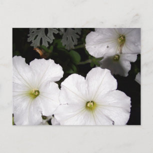 Carte postale de White Petunia