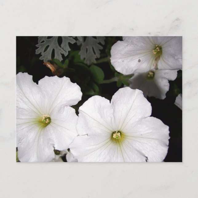 Carte postale de White Petunia (Devant)