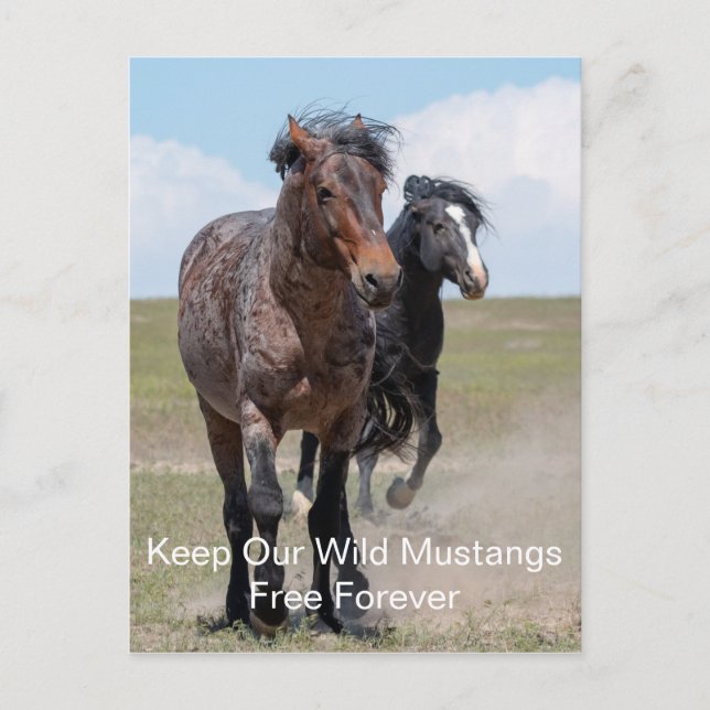 Carte postale de Wild Mustang (Devant)