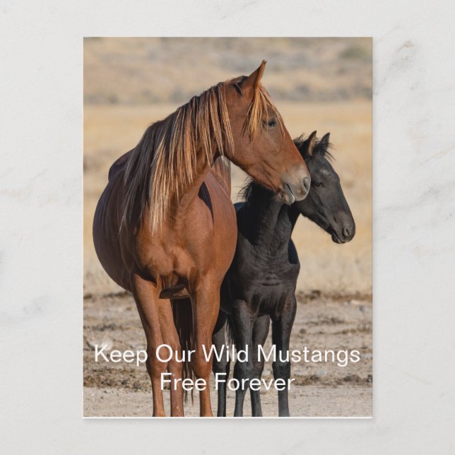 Carte postale de Wild Mustang (Devant)