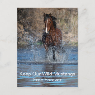Carte postale de Wild Mustang