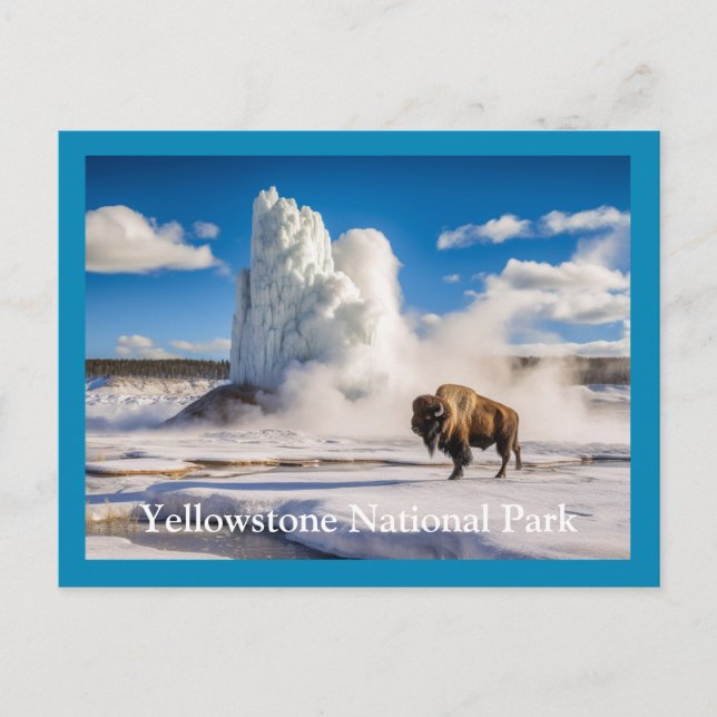 Carte postale de Yellowstone Bison & Geyser (Devant)