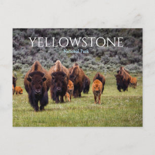 Carte postale de Yellowstone Parc national Bison B