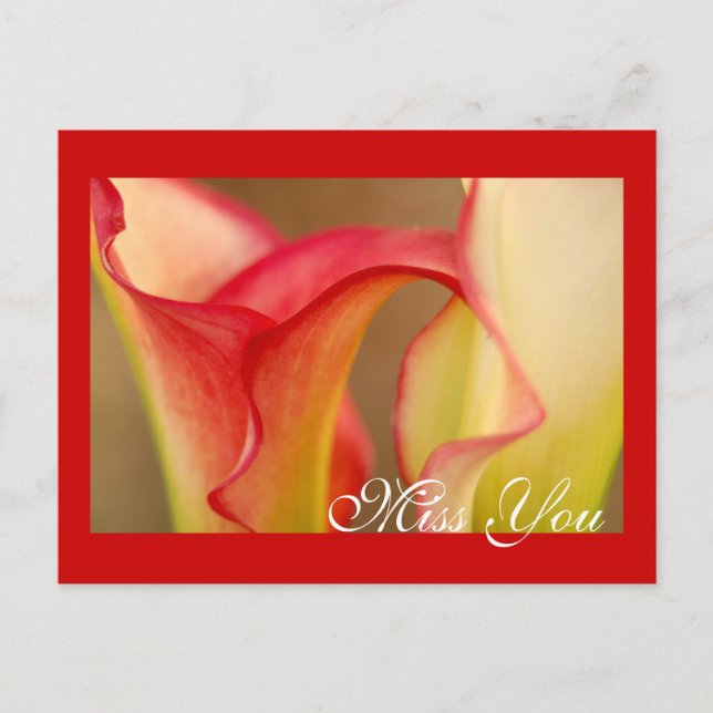 Carte postale de zantedeschia de Mlle You (Devant)