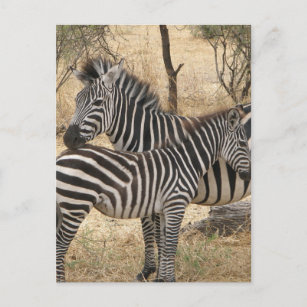 Cartes Postales Raye Noir Et Blanc Originales Zazzle Fr Cartes Postales Raye Noir Et Blanc Originales Zazzle Fr