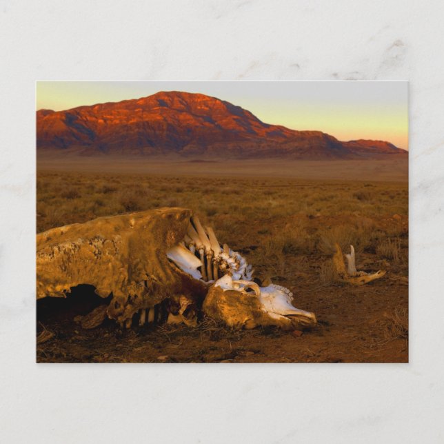 Carte Postale Dead Cow at Sunset Postcard (Devant)