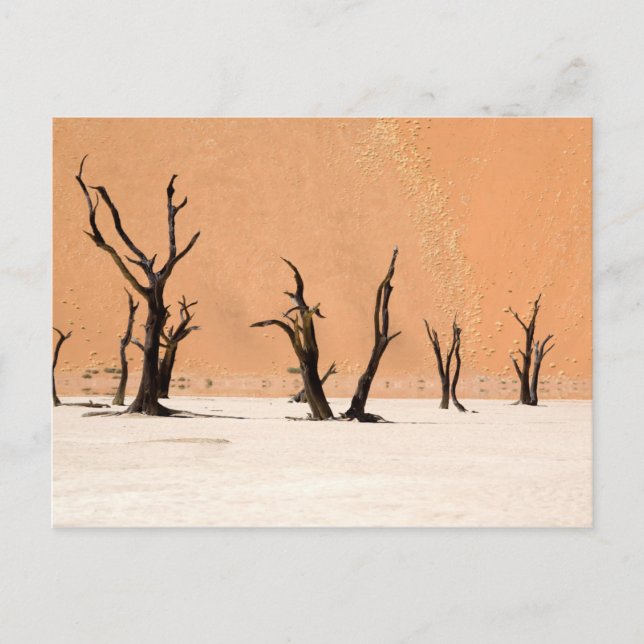 Carte Postale Dead Vlei, Namibie (Devant)