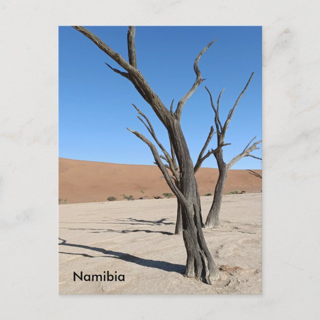 Carte postale Dead Vlei, Namibie (Devant)