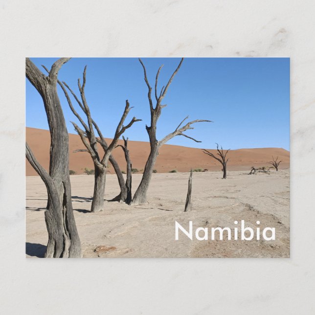 Carte postale Dead Vlei, Namibie (Devant)