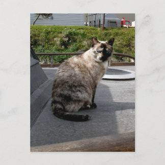 Carte Postale Debbie le bateau chat