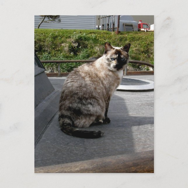 Carte Postale Debbie le bateau chat (Devant)