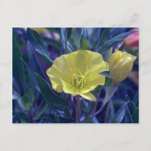 Carte Postale Débit jaune Ozark Sundrops (Oenothera Macrocarpa)