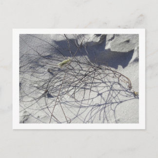 Carte Postale débris de plage