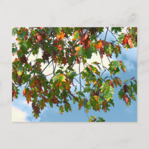Carte Postale Début de l'automne - Érable